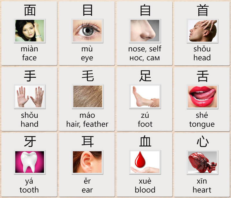 Chinese Body Chart