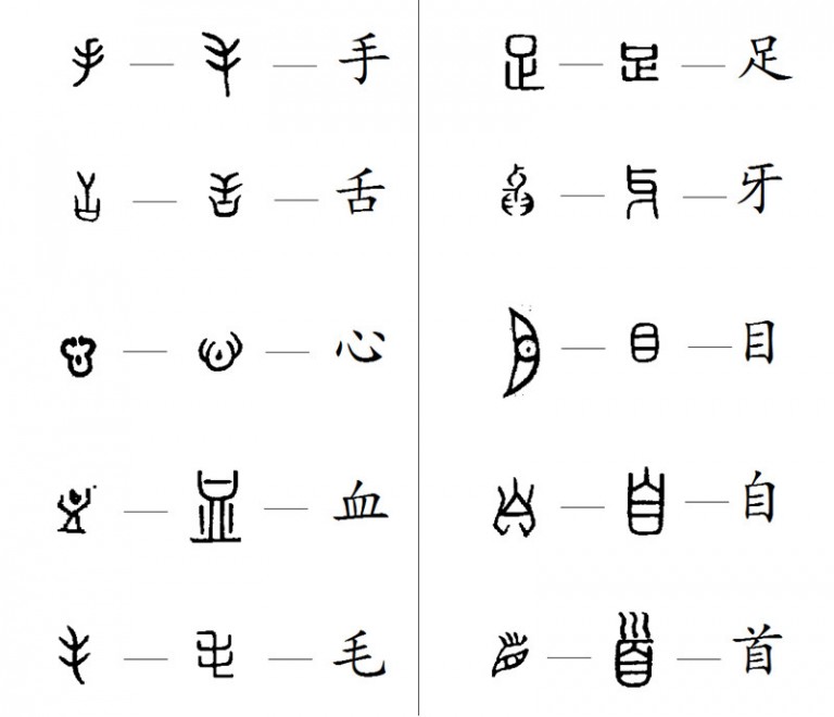 Chinese Characters about Body Parts