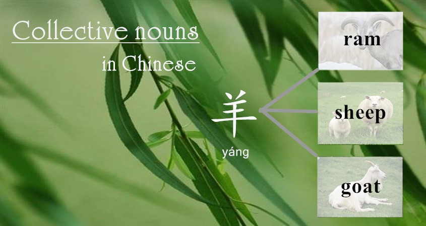 Why does Chinese have more collective nouns than English?