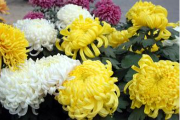 chrysanthemums