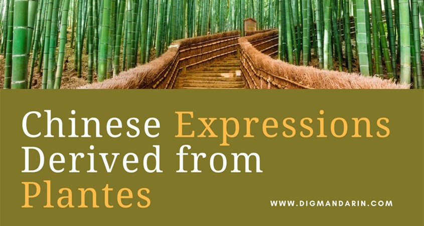 The Commonly Used Chinese Words Derived from Plants